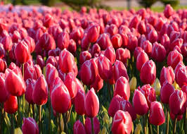 50 szálas tulipáncsokor